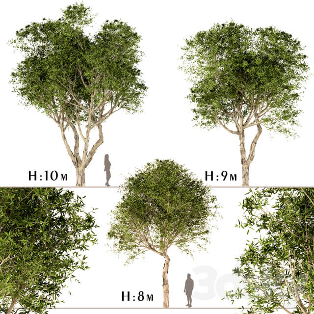 Set of Broad Leaved Paperbark Trees Melaleuca Quinquenervia 3 Trees 