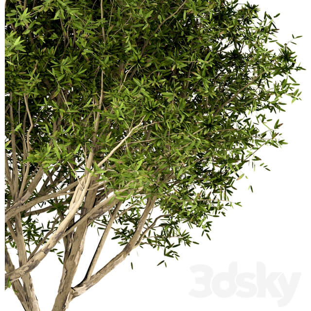 Set of Broad Leaved Paperbark Trees Melaleuca Quinquenervia 3 Trees 