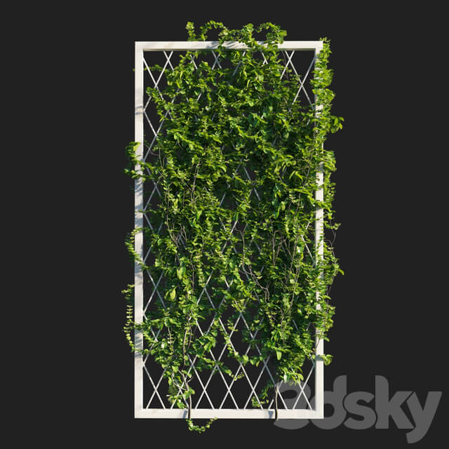 Outdoor Vines on wall