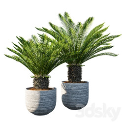 Cycas revoluta Palm Pot 