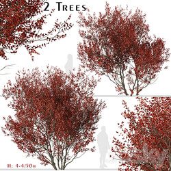 Set of Cotinus Grace Trees Smoke Tree 2 Trees  