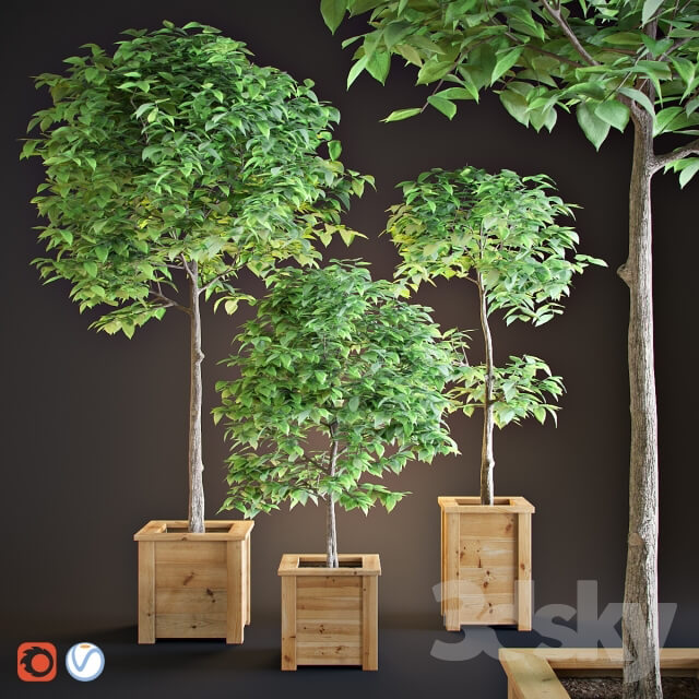 Plant Three trees interior
