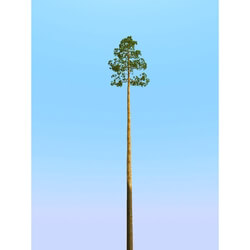3dMentor HQPlants-02 (059) pine 4 