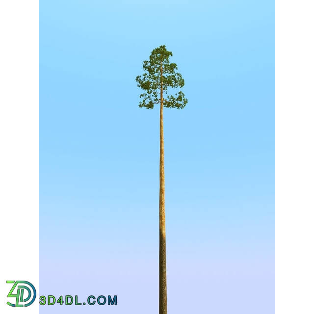 3dMentor HQPlants-02 (059) pine 4