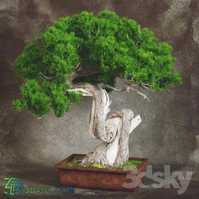 Plant - Bonsai 2