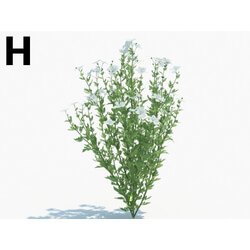 Maxtree-Plants Vol03 Romneya coulteri 04 H 