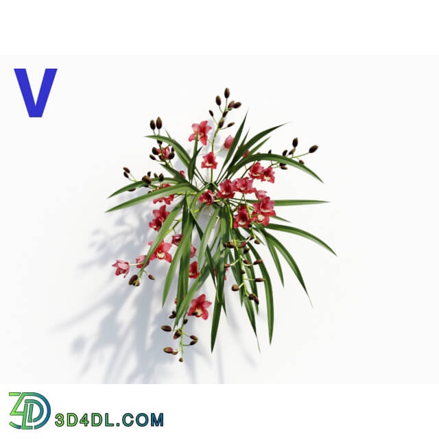 Maxtree-Plants Vol08 Orchid Cymbidium Red 05