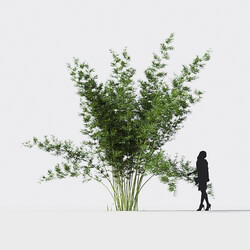 Maxtree-Plants Vol18 Bambusa boniopsis 01 01 02 