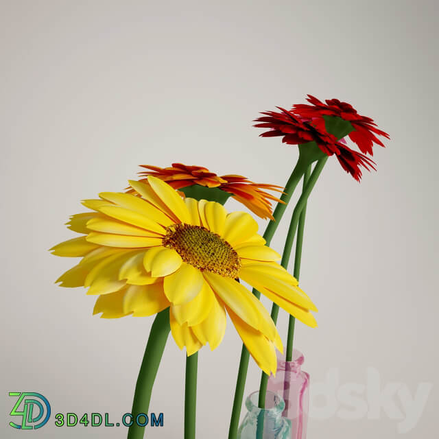 Gerbera 3D Models