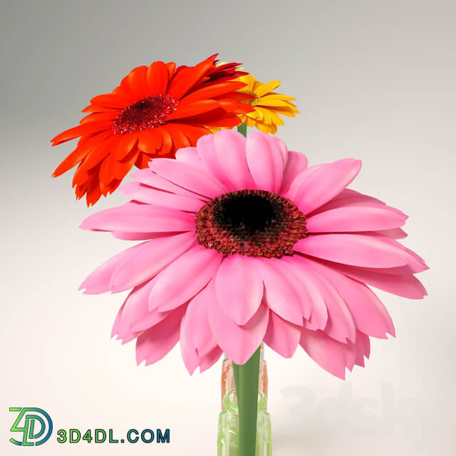 Gerbera 3D Models