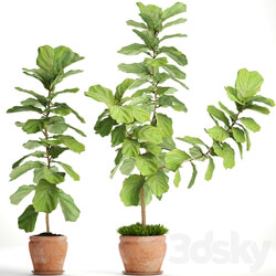 Ficus lyrata. Collection. 3. decorative clay pot clinker flowerpot bush flower Ficus lyrata 3D Models 