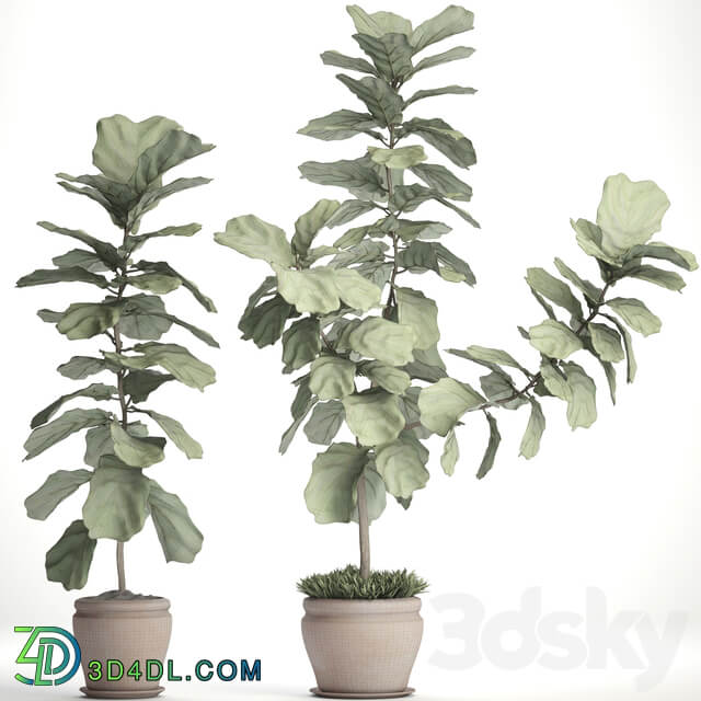 Ficus lyrata. Collection. 3. decorative clay pot clinker flowerpot bush flower Ficus lyrata 3D Models