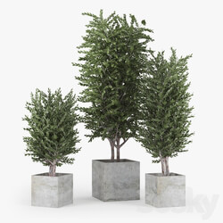 Eucalyptus 3D Models 
