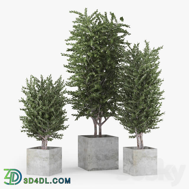 Eucalyptus 3D Models