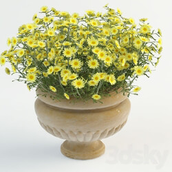 Daisy in pot 3D Models 