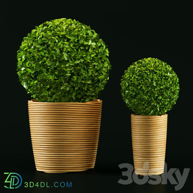 Plant 3D Models