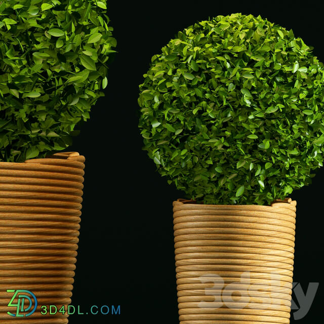 Plant 3D Models