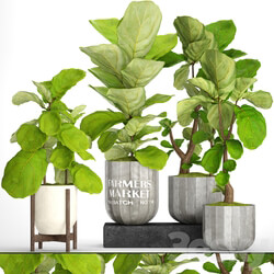 A collection of plants in pots. 53. decorative tree bush ficus lyrata indoor interior concrete outdoor bush 3D Models 