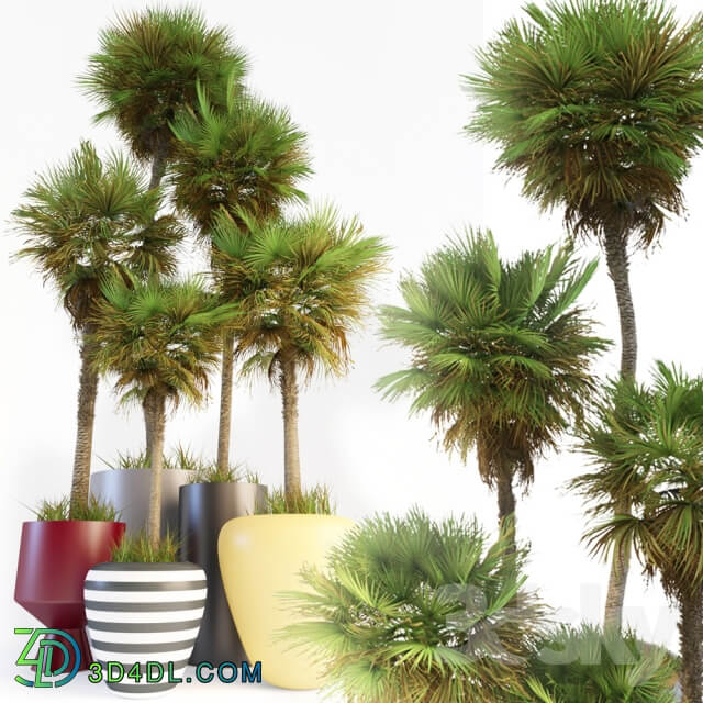 Plant Palm Tree 1