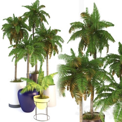 Plant Palm Tree 2 