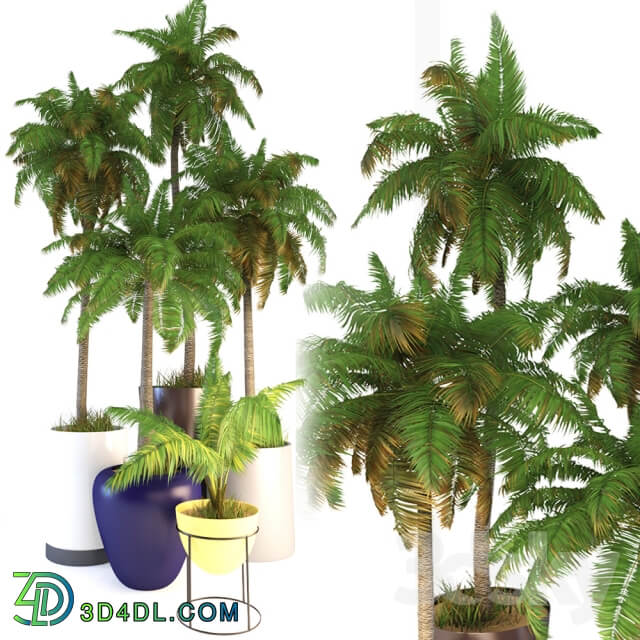 Plant Palm Tree 2