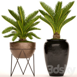 A collection of plants in pots. 54 Cycas cycad pot flowerpot bush outdoor decorative 3D Models 