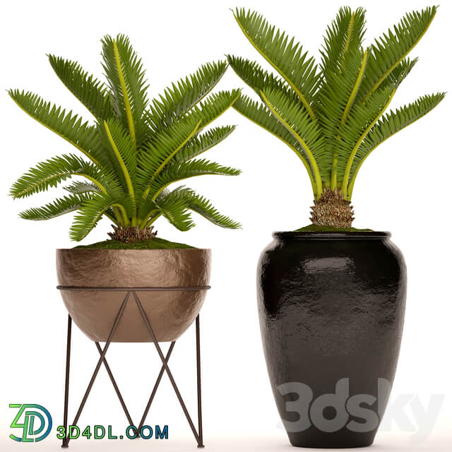 A collection of plants in pots. 54 Cycas cycad pot flowerpot bush outdoor decorative 3D Models
