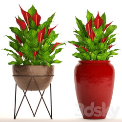 A collection of plants in pots. 55. RED Spathiphyllum Spathiphyllum red decorative flower pot flowerpot bush office plants 3D Models 