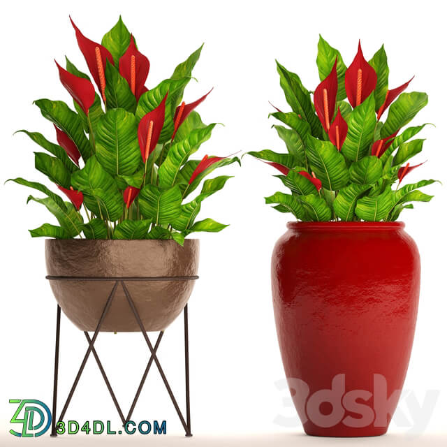 A collection of plants in pots. 55. RED Spathiphyllum Spathiphyllum red decorative flower pot flowerpot bush office plants 3D Models