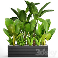 Collection of plants 67. Banana palm Alocasia Asplenium bushes thickets Strelitzia tropical exotic 3D Models 