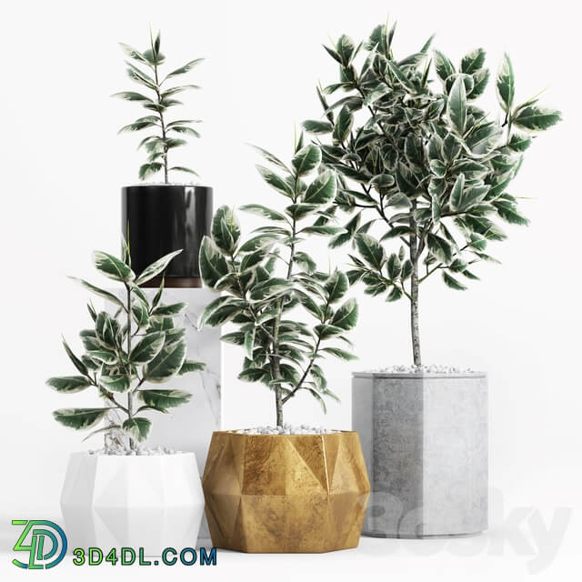 Plants and Planters 8 Ficus Elastica Variegata 3D Models