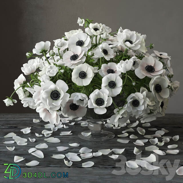 Anemones 3D Models