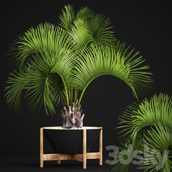 Butia capitata palm Decorative palm tree in a black flowerpot office plants interior loft flower butia 3D Models 