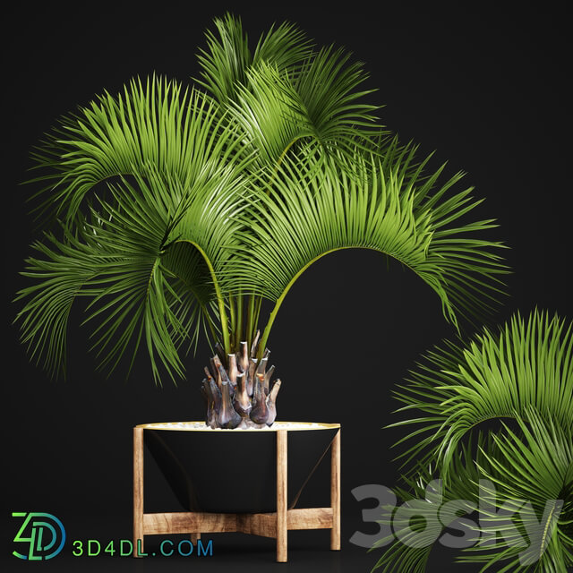 Butia capitata palm Decorative palm tree in a black flowerpot office plants interior loft flower butia 3D Models