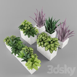 Plants 001 3D Models 