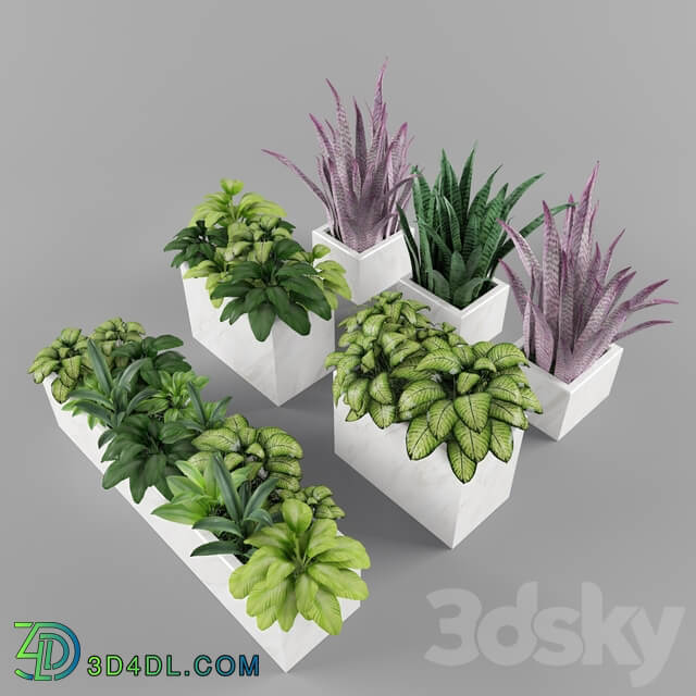 Plants 001 3D Models
