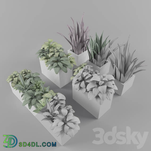 Plants 001 3D Models