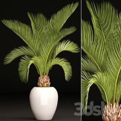 Palm tree in a white pot decorative office interior date cicada flowerpot 3D Models 
