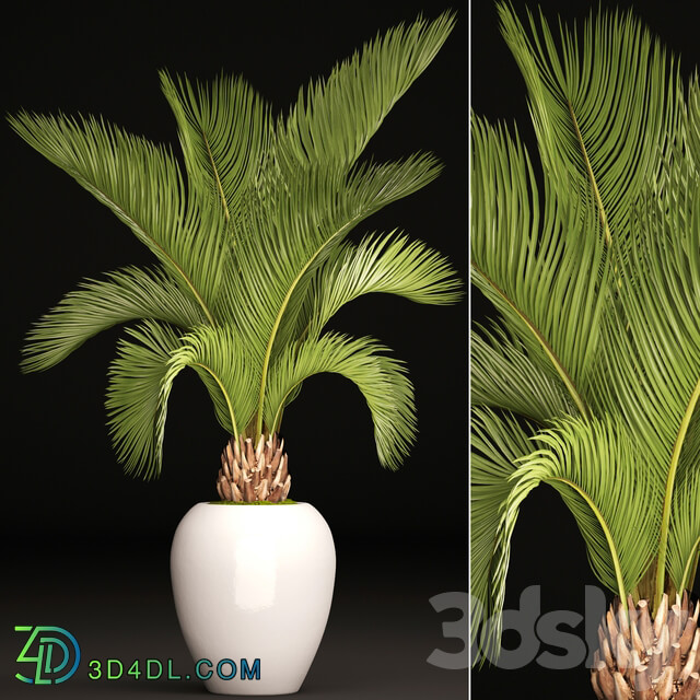 Palm tree in a white pot decorative office interior date cicada flowerpot 3D Models