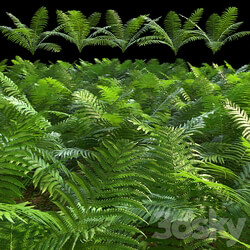 Set of ferns 3D Models 