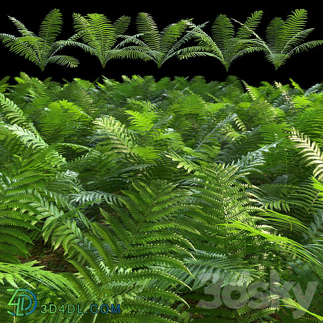 Set of ferns 3D Models