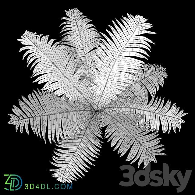 Set of ferns 3D Models