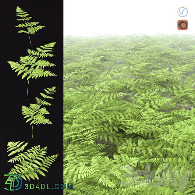 Fern Common Orlyak 3D Models