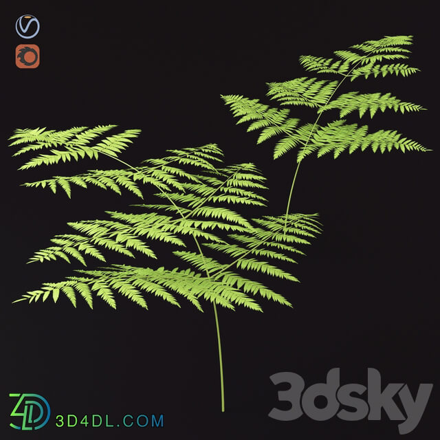 Fern Common Orlyak 3D Models