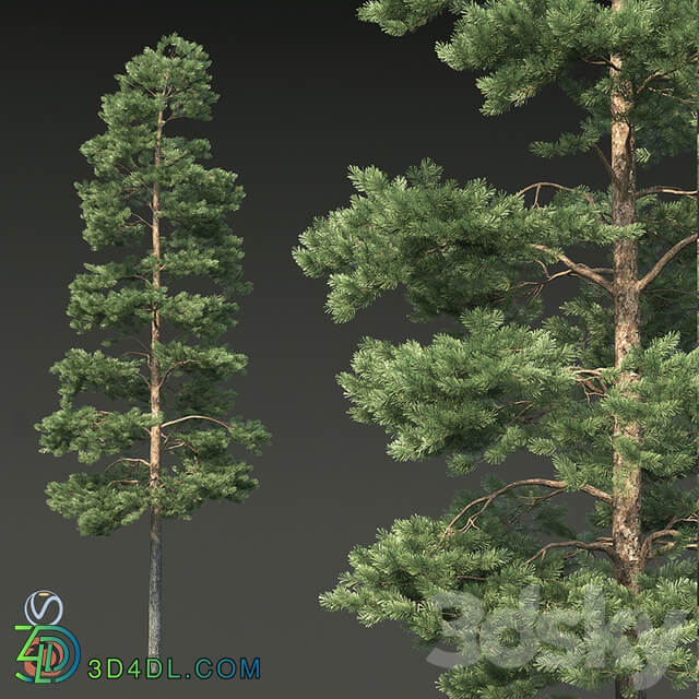 Pine 3D Models