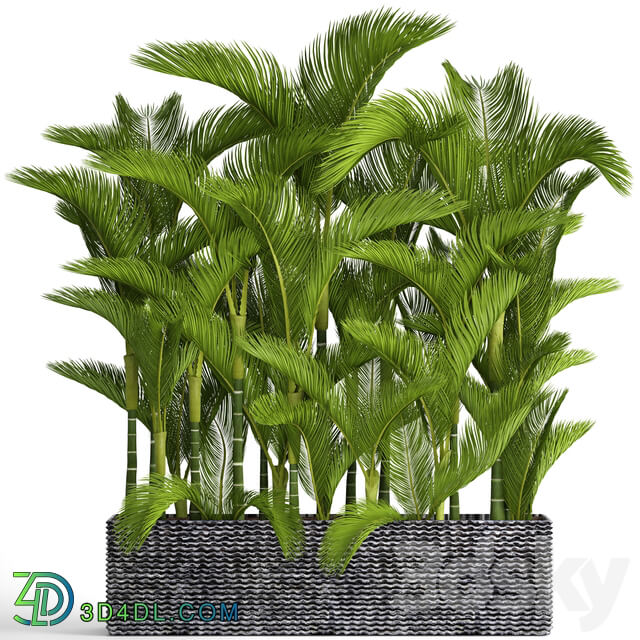 Collection of plants 88. Dypsis lutescens Cyrtostakhis dipsis ornamental palm tree thickets flower bush pot outdoor flowerpot palm tree 3D Models