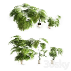 Big palms 3D Models 