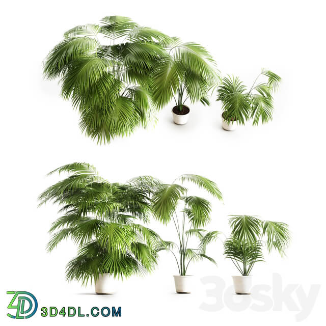 Big palms 3D Models