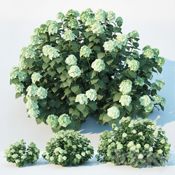 Hydrangea arborescens 3 sizes 3D Models 