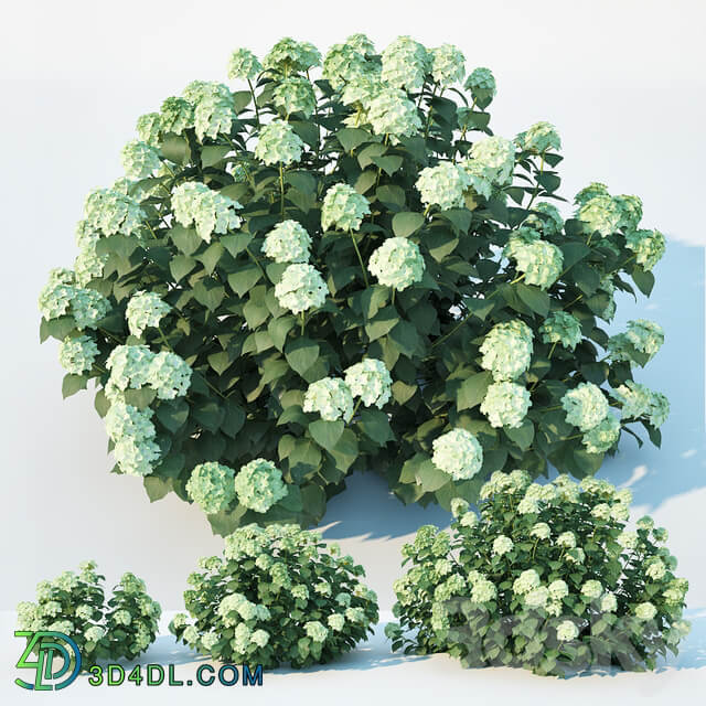Hydrangea arborescens 3 sizes 3D Models